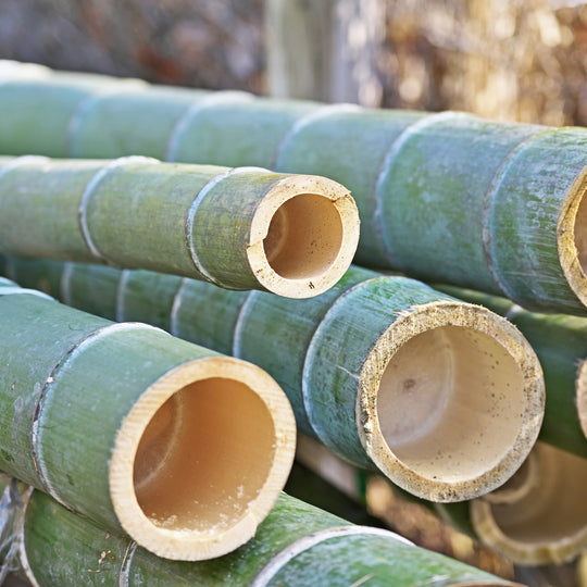 Harvesting Bamboo Stalks