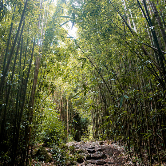 Bamboo Cultivation